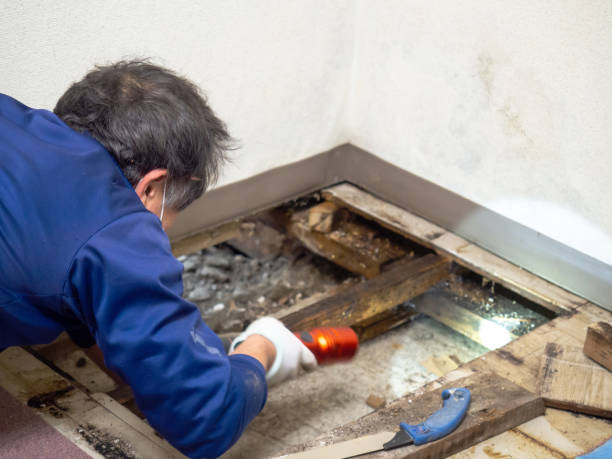 Best Certified Mold Removal  in Corinth, TX
