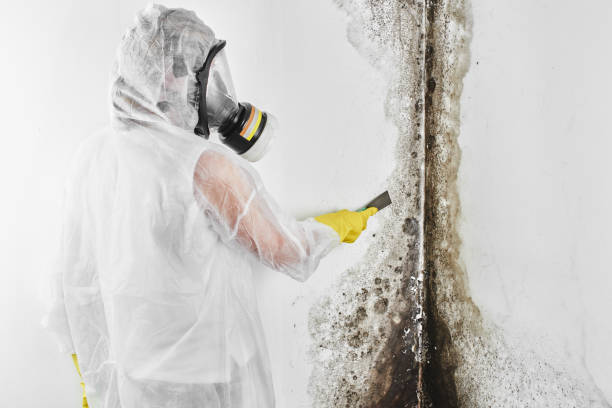 Best Best Mold Removal Companies  in Corinth, TX