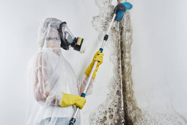 Best Toxic Mold Removal  in Corinth, TX
