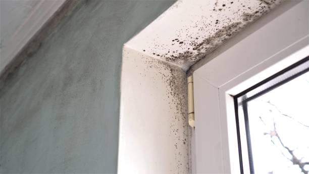 Best Black Mold Removal  in Corinth, TX