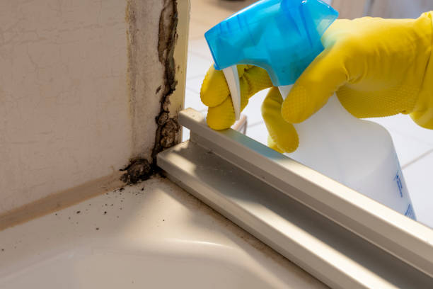 Best Affordable Mold Removal  in Corinth, TX
