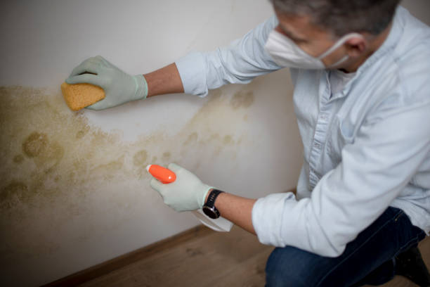Best Mold Damage Repair  in Corinth, TX