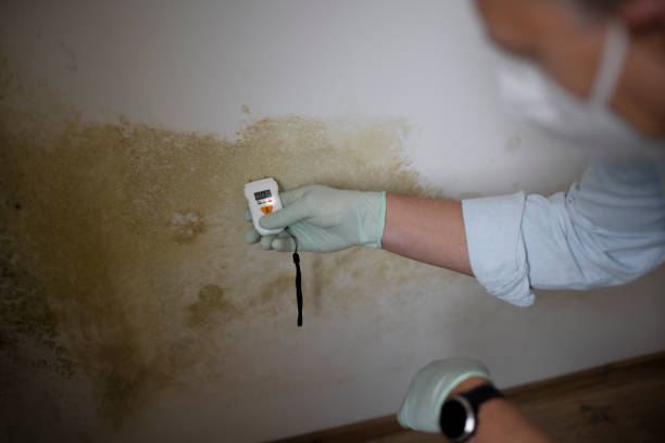 Best Mold Removal Near Me  in Corinth, TX