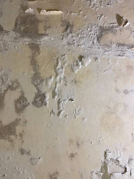 Best Emergency Mold Removal  in Corinth, TX