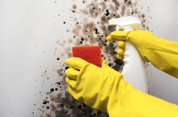 Best Office Mold Removal Services  in Corinth, TX