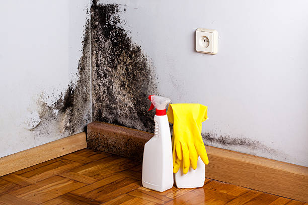 Best Black Mold Removal  in Corinth, TX