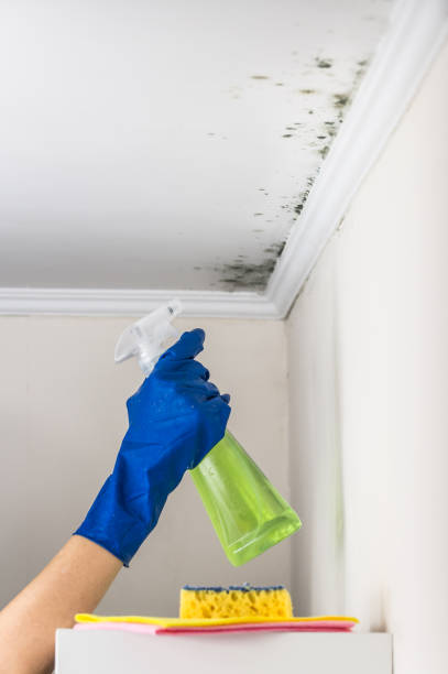 Professional Mold Removal in Corinth, TX